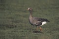 White-fronted goose, Anser albifrons Royalty Free Stock Photo