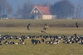 White-fronted Goose and Barnacle Goose, Kolgans en Brandgans, An Royalty Free Stock Photo