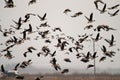 White-fronted goose and bean goose on stop-overs Royalty Free Stock Photo