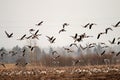 White-fronted goose and bean goose on stop-overs Royalty Free Stock Photo