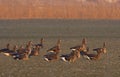 White-fronted Goose, Kolgans, Anser albifrons