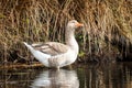 White fronted goose in pond.