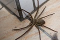 White-fronted high-footed spiders that benefit humans Royalty Free Stock Photo
