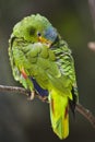 White-fronted Parrot