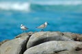 White-fronted Plover birds Royalty Free Stock Photo