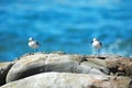 White-fronted plover birds