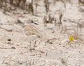 White-fronted Plover Royalty Free Stock Photo