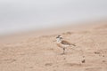 White-fronted Sand Plover Royalty Free Stock Photo