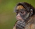 White-fronted Spider Monkey