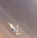 White fronted tern back-lit by morning light against cloudy sky Royalty Free Stock Photo