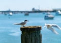 White-fronted tern nesting on old wharf piles