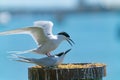 White-fronted tern nesting on old wharf piles