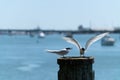 White-fronted tern nesting on old wharf piles