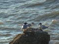 A white fronted tern offers a whitebait fish to another bird