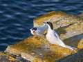 White fronted tern resting on old wharf piles
