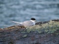 White fronted tern resting on old wharf piles