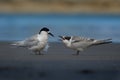 White-fronted Tern - Sterna striata - tara living in New Zealand, flying, hunting, mating