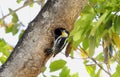 White-fronted Woodpecker (Melanerpes cactorum) in Brazil Royalty Free Stock Photo