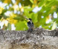White-fronted Woodpecker (Melanerpes cactorum) in Brazil Royalty Free Stock Photo