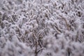 White frost. Branches in snow. Blurred Background