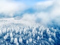 White frost-covered trees in winter forest at foggy sunrise. Aerial view. Winter landscape Royalty Free Stock Photo