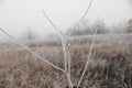 White frost. First breath of winter, turned field into white.