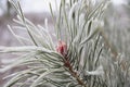 White frost. First breath of winter, turned tree into white