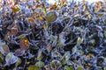 White frost on hedge and green moss Royalty Free Stock Photo