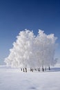 White frost tree cluster and blue skies