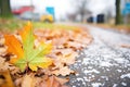 white frost on vibrant autumn leaves on trail