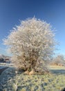 White frosted tree in wwinter