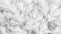 White Frosty Pine Branches Winter Texture Background Royalty Free Stock Photo