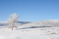 White Frosty Tree By Creek