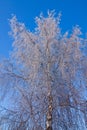 White frozen tree and blue sky