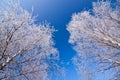 White frozen trees and blue sky