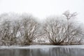 White frozen trees in a desolate Amsterdamse Bos.