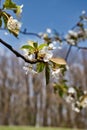 Apple blossom on a tree near Otterberg