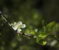 White fruit tree flower blossoming