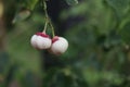 White fruits of Sauropus Androgynus and blur backgroundÃ Â¹Æ