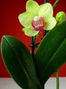 White and fuchsia orchid with a red background