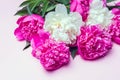 White and fuchsia peonies bouquet isolated on pink background. Flat lay composition, copy space, close up, top view.