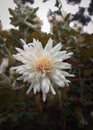 White full bloom single chrysanthemum flower plantwer Royalty Free Stock Photo