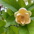 White full blooming magnolia flower