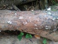 white fungal colonies that have started to grow on dead logs