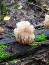 White fungal fruiting bodies on old tree , Lithuania