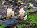 White fungal fruiting bodies on old tree , Lithuania