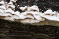 White fungal plant pathogen on fallen hardwood tree