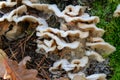White fungal plant pathogen on fallen tree closeup selective focus