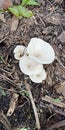 White Fungi Grow On Damp Soil