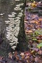 White Fungi On Tree
